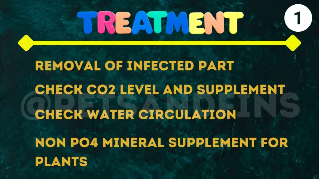 Treatment of blackbeard algae 1