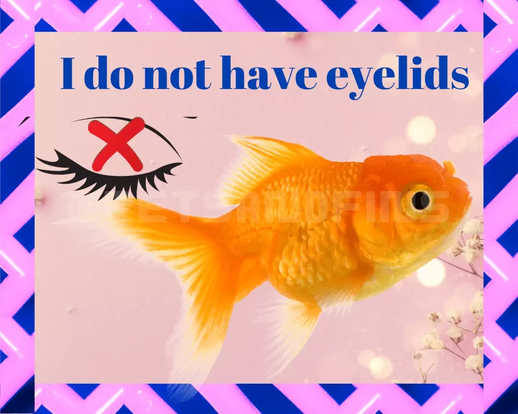 Do Goldfish Sleep? Do They Have Eyelids?