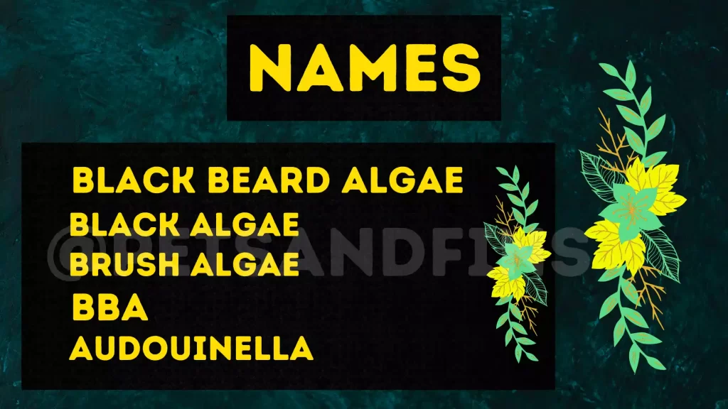 Different names of Blackbeard Algae