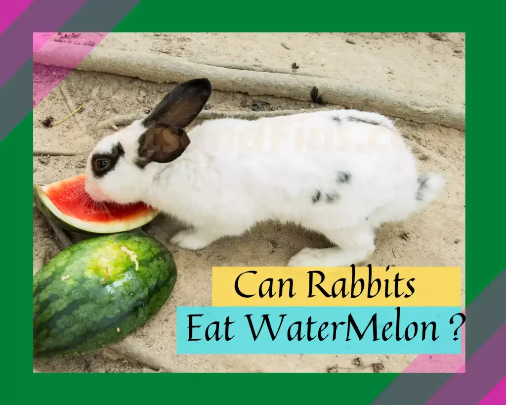 Can Rabbits Eat Watermelon – Everything You Need to Know! - PetsandFins