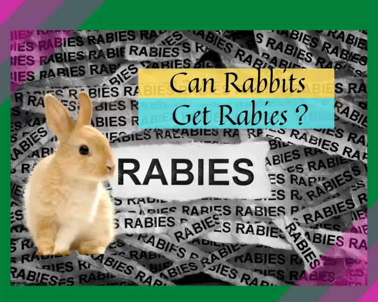 Can Rabbits Get Rabies ?Facts, Prevention And Treatment.