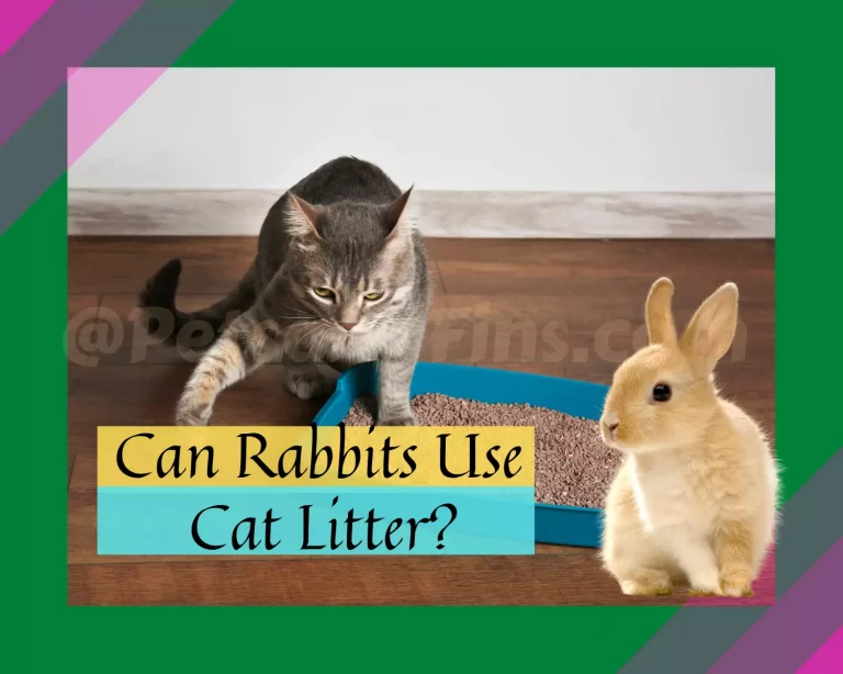 Can Rabbits Use Cat Litter? Which Types Of Cat Litter Are Unsafe For Rabbits And Why?