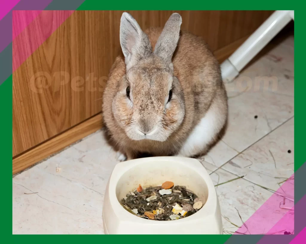 Rabbit eating Guinea pig food