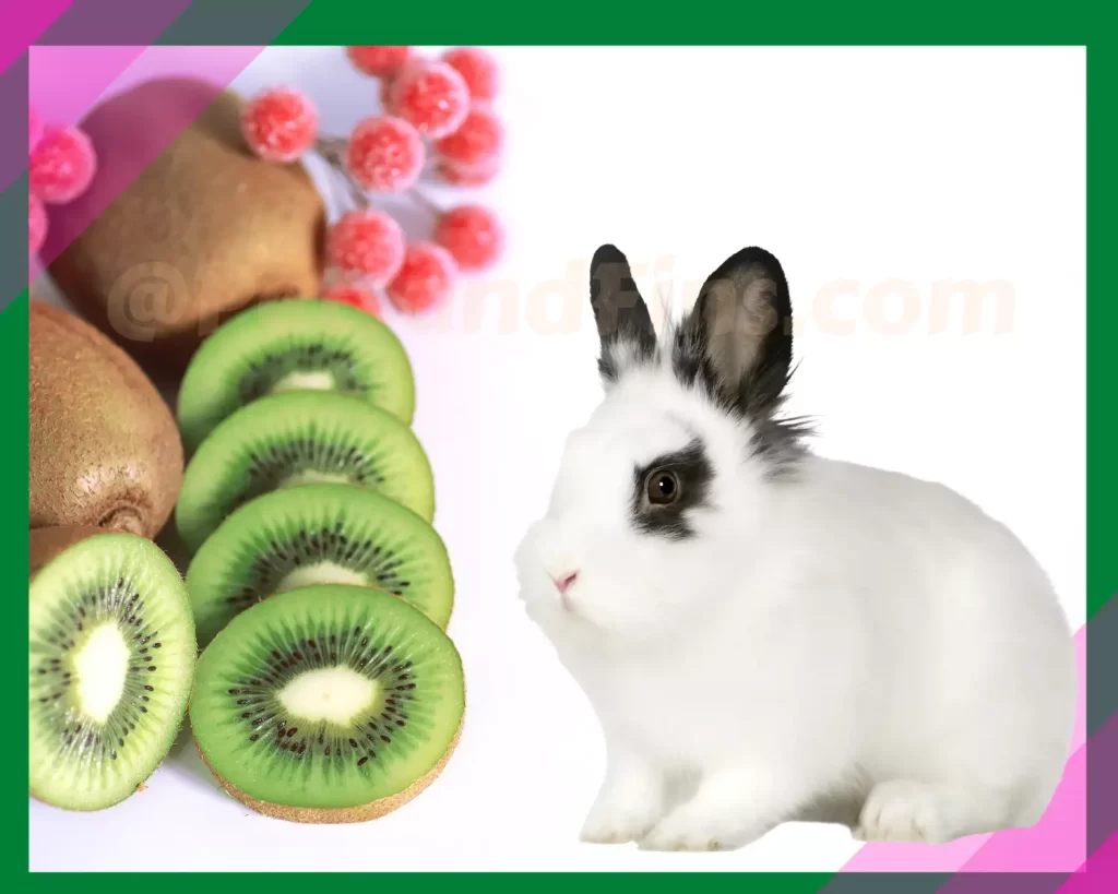 Rabbit eating kiwi fruit