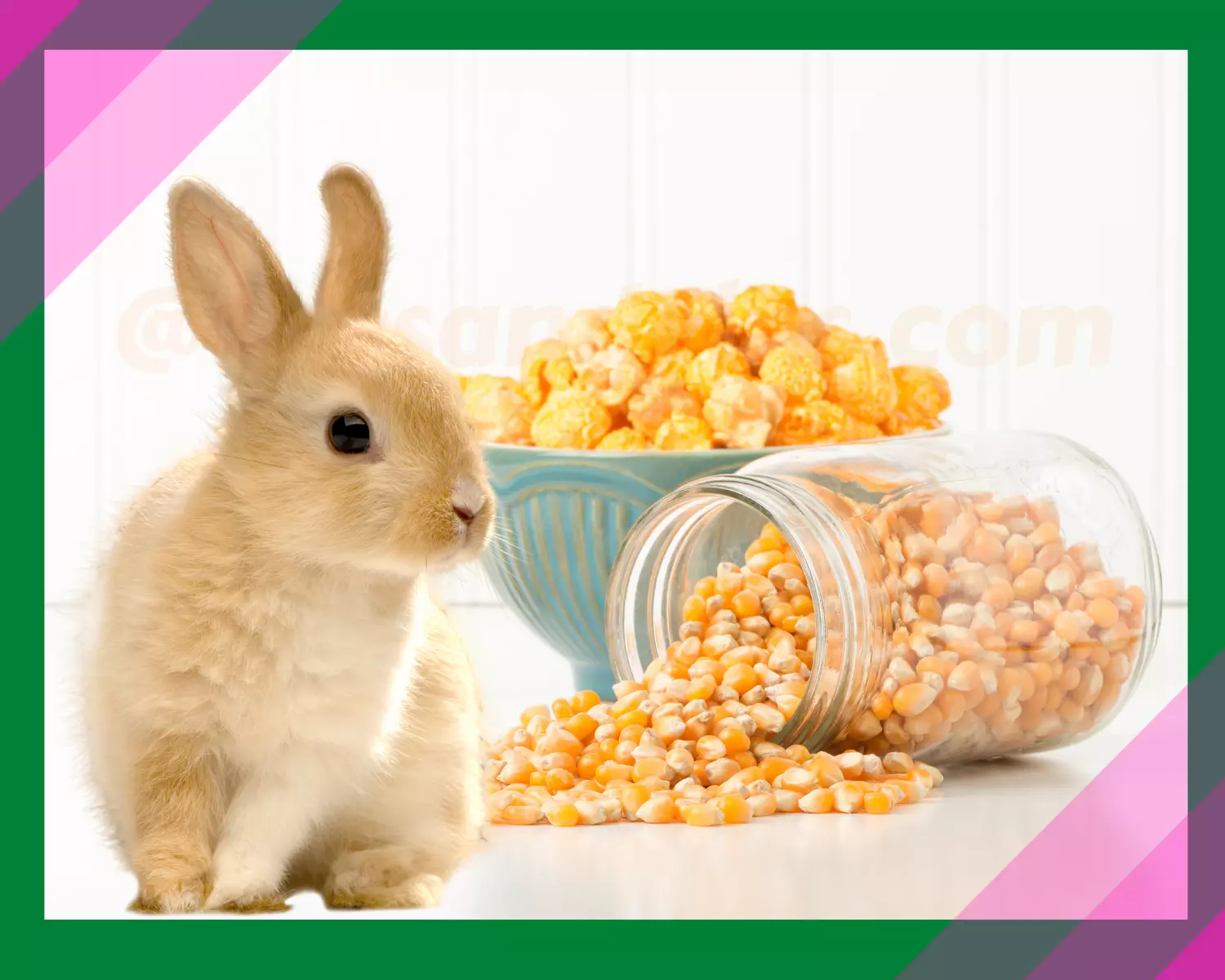 Rabbit and popcorn kernel