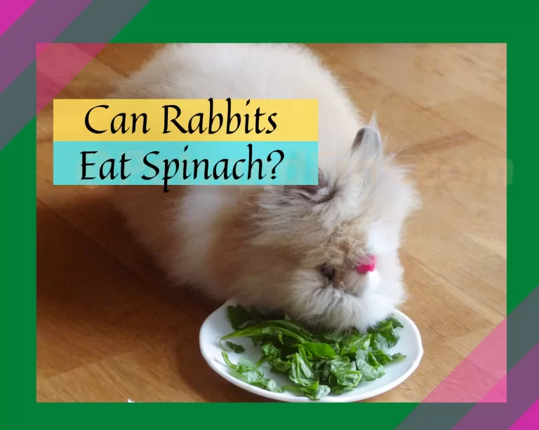 Can Rabbits Eat Spinach? All You Need to Know!