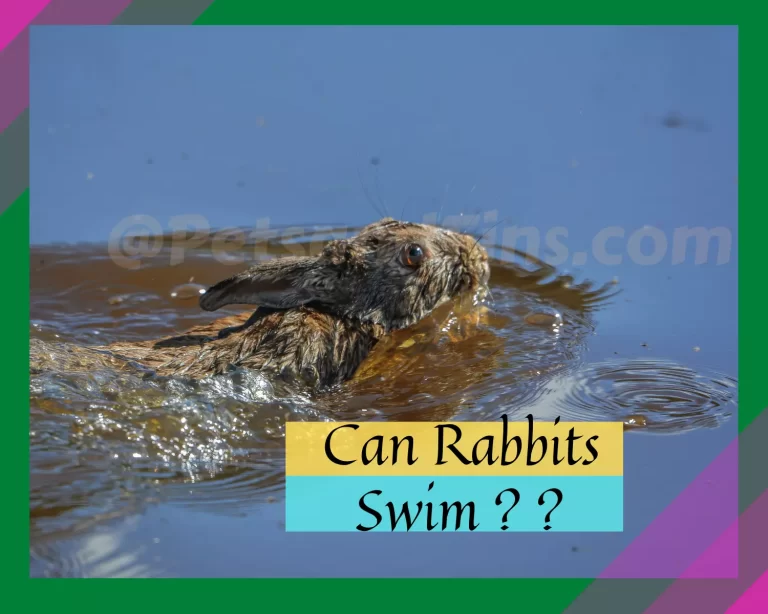 Do Rabbits Swim? Important Facts About Rabbit Swimming!