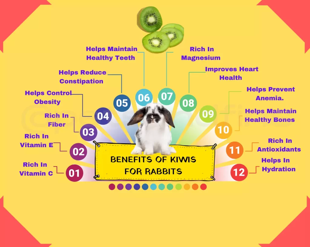 Benefits of kiwi for rabbits
