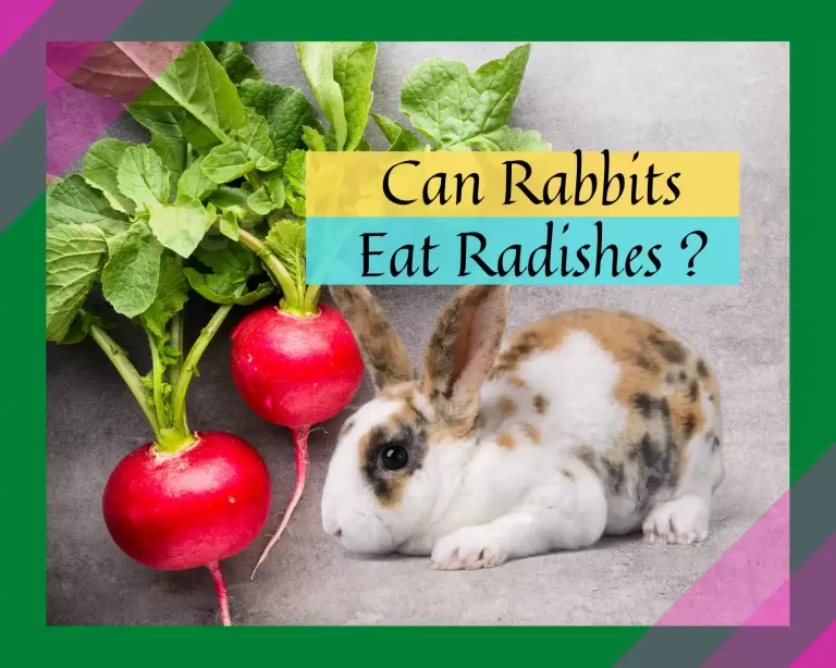 Can Rabbits Eat Radishes? A Guide for New Owners.