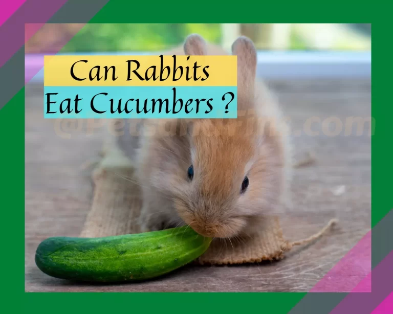 Can Rabbits Eat Cucumbers? Everything You Need To Know!