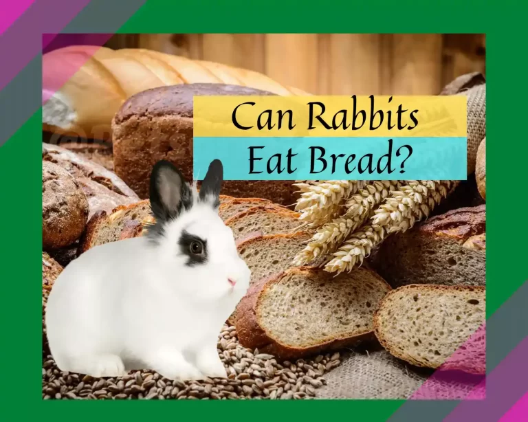 Can Rabbits Eat Bread?How Safe Is It For Rabbits?