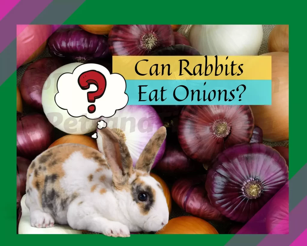 Can Rabbits Eat Onions? Everything You Need to Know. PetsandFins
