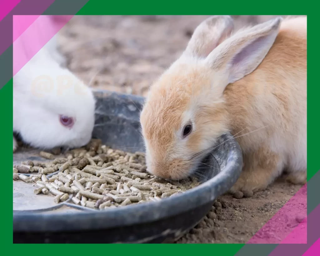 Rabbit eating Guinea pig food