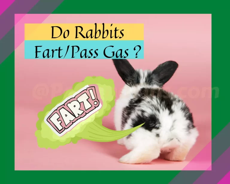 Do Rabbits Fart? Things You Didn’t Know About Rabbits and Farting