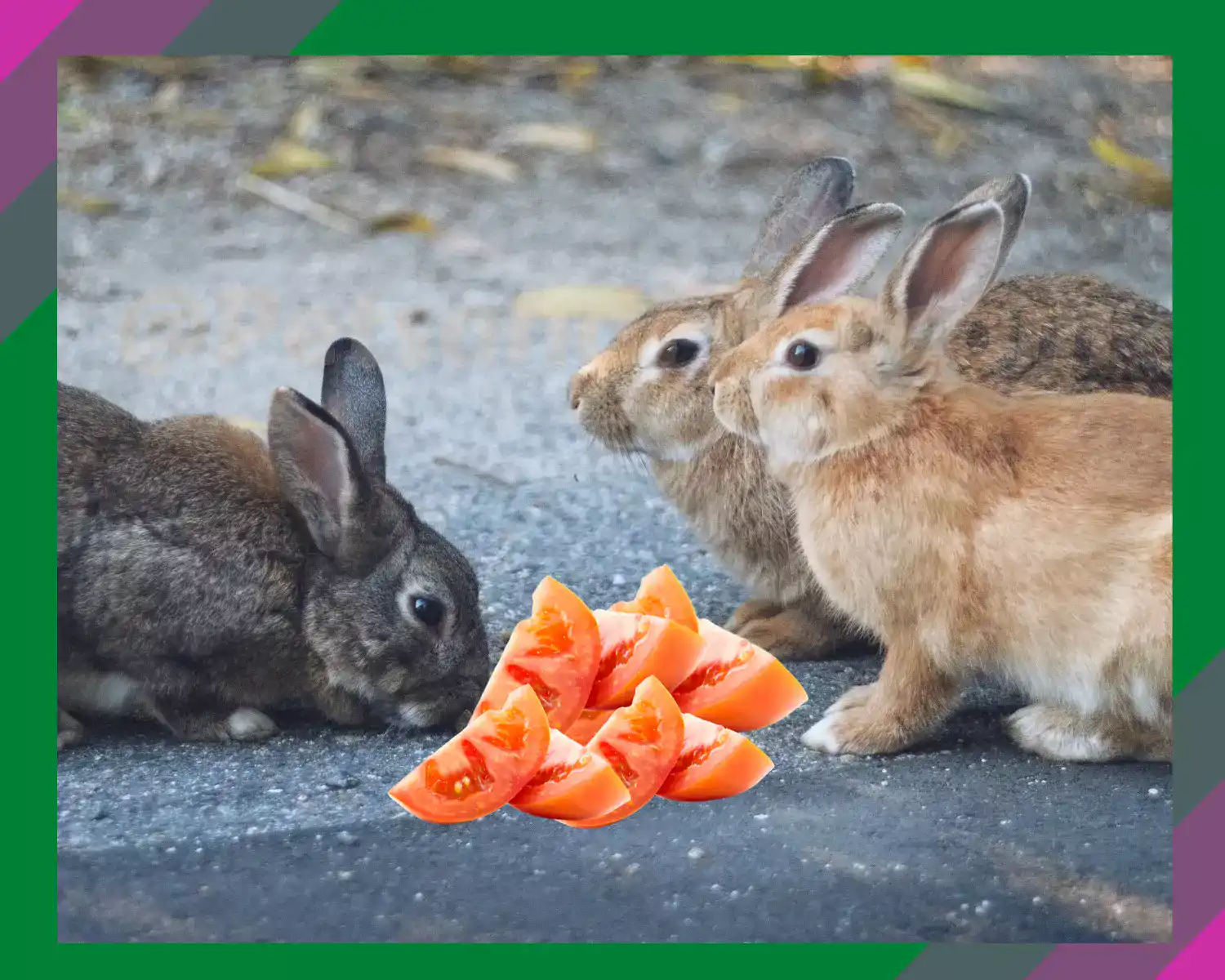 Can Cats Eat Almond Butter? Everything You Need to Know About Almond