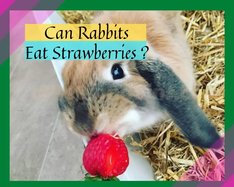 Can Rabbits Eat Strawberries? All You Need to Know!