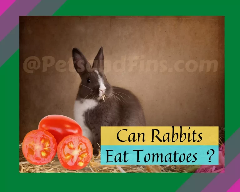 Can Rabbits Eat Tomatoes? Everything You Need to Know About Feeding Them.