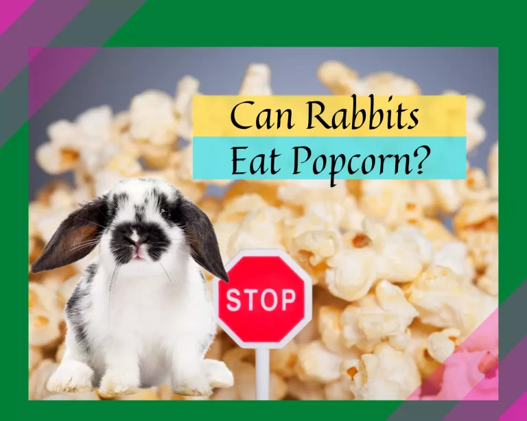 Can Rabbits Eat Popcorn? A Guide for Pet Owners.