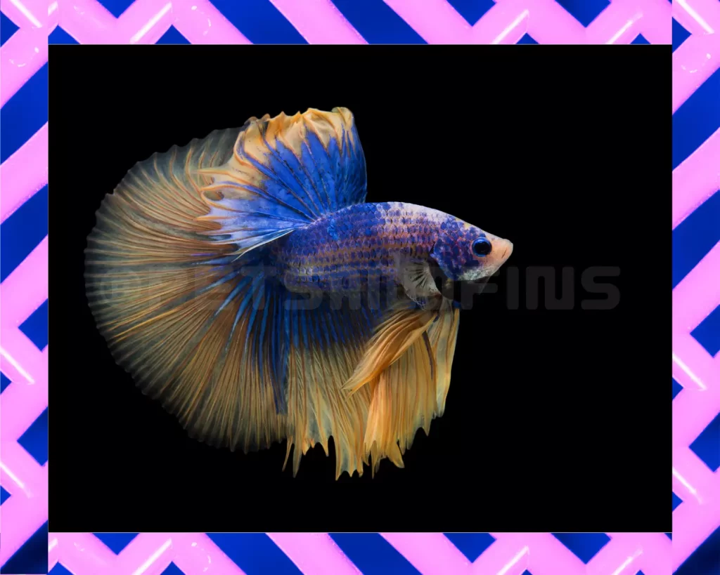 Can Betta Fish Survive In Cold Water 4 Important Aspects