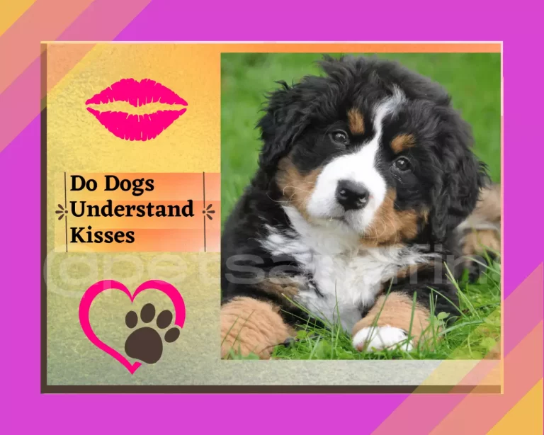 Do Dogs Understand Kisses? How To Kiss Dogs