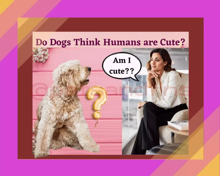 Do Dogs Think Humans Are Cute?