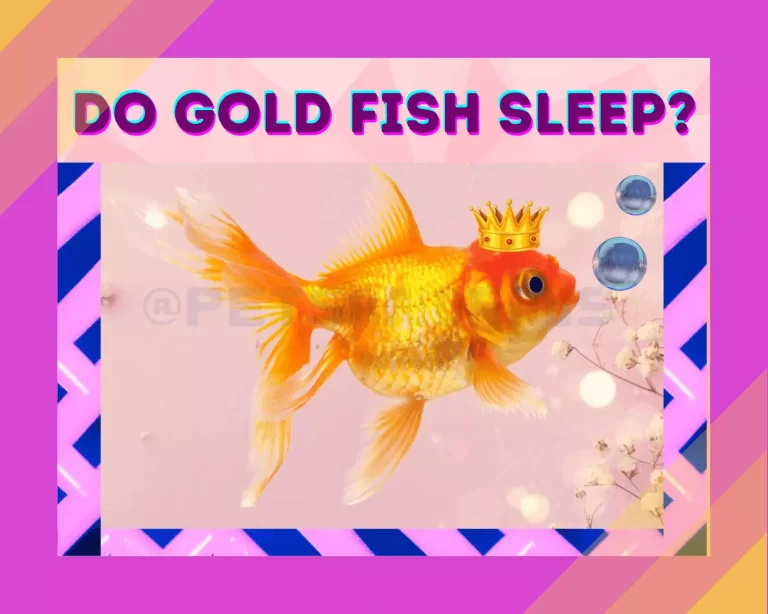 Do Goldfish Sleep? Do They Have Eyelids?