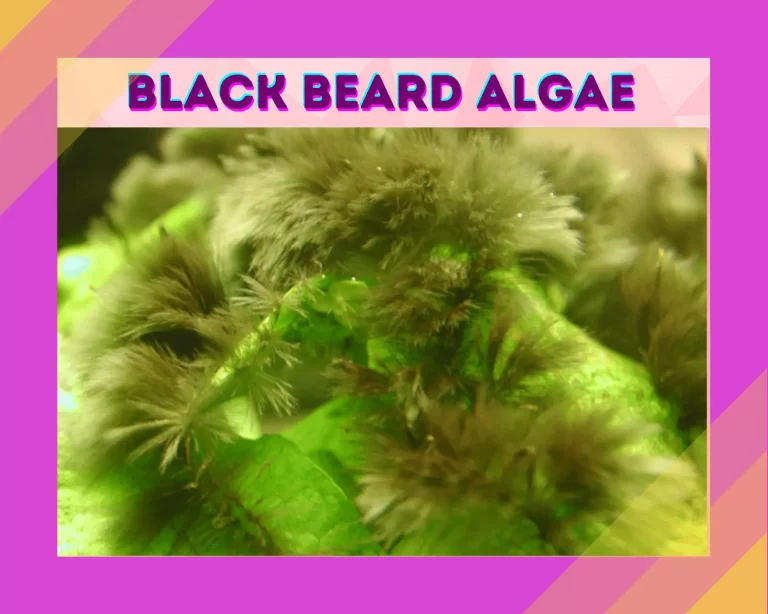 Black Beard Algae – Causes And How To Treat It