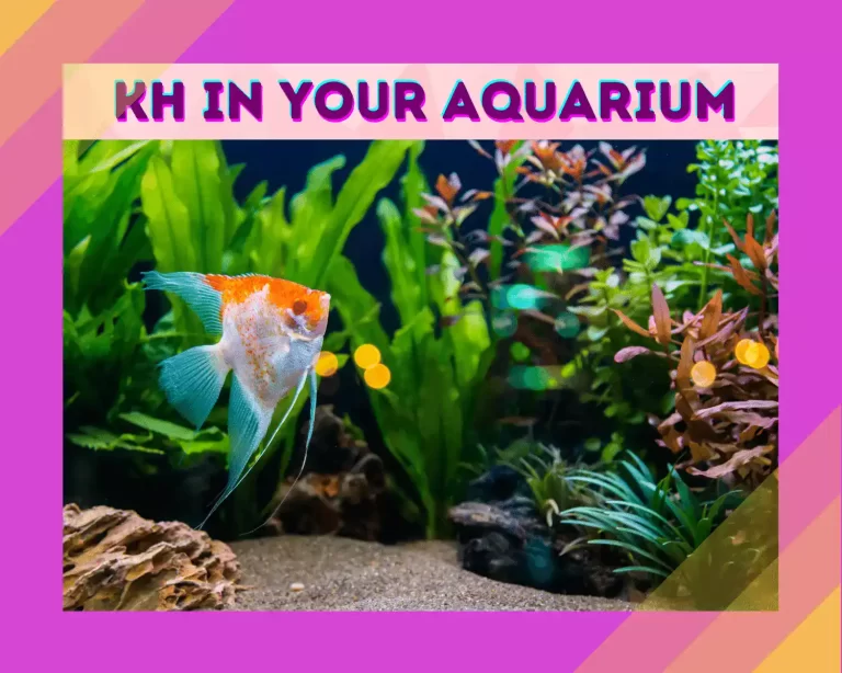 KH And Your Aquarium & Everything You Need To Know!