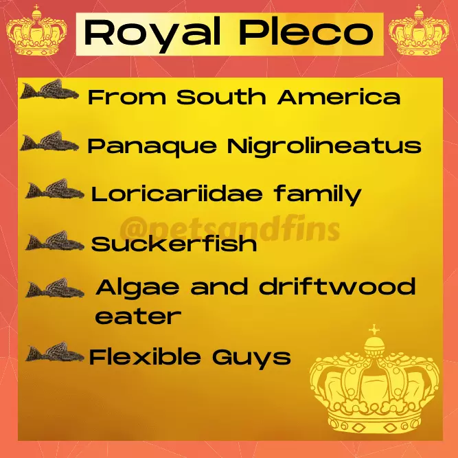 The Royal Pleco