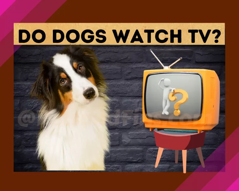 Do Dogs Watch Tv? Everything You Need To Know!