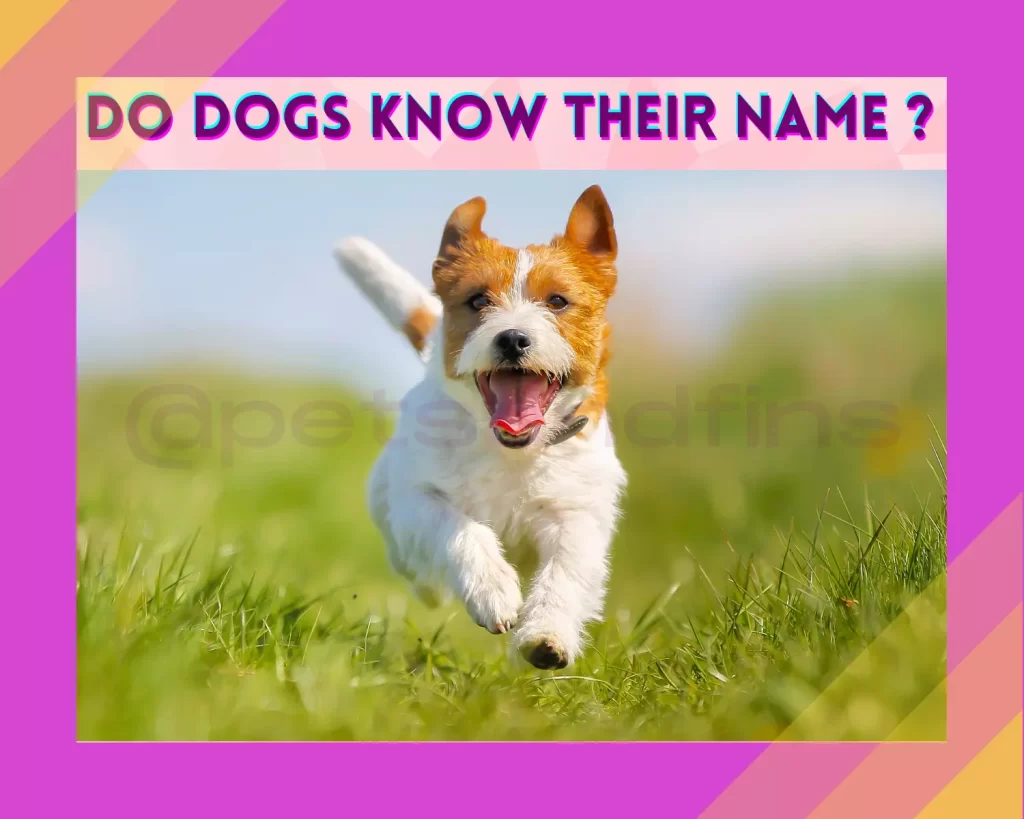 Do Dogs Know Their Names? Do Dogs Know Its Their Name? PetsandFins