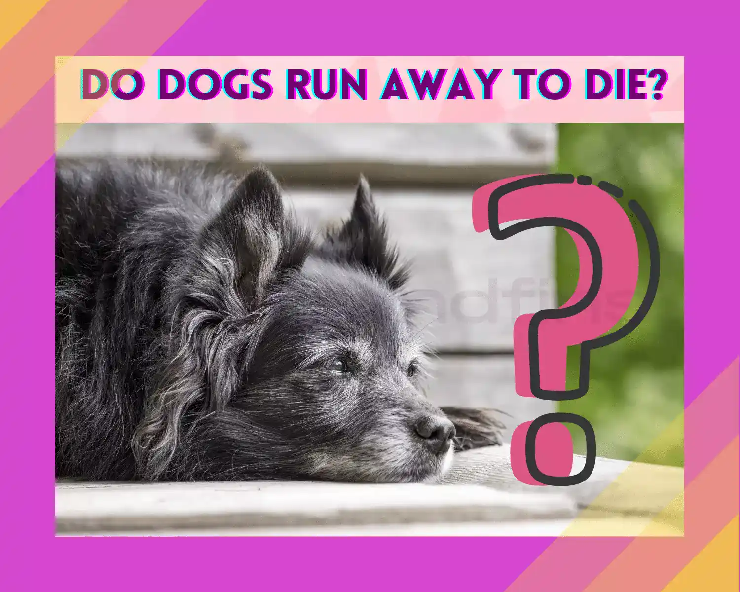 Do Dogs Run Away To Die? Answers To Many Such Questions PetsandFins