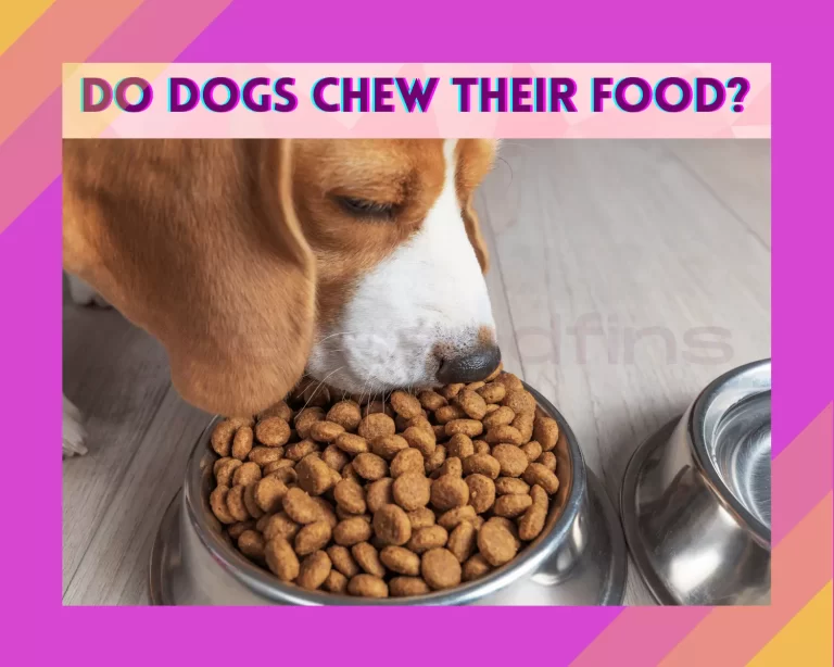 Do Dogs Chew Their Food & How to Train Them To Chew?