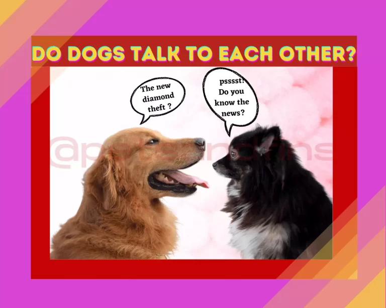 Do Dogs Talk To Each Other?