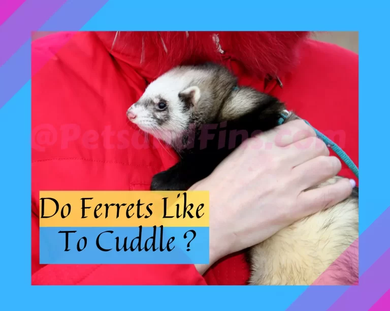 Do Ferrets Like To Cuddle?Everything You Should Know!