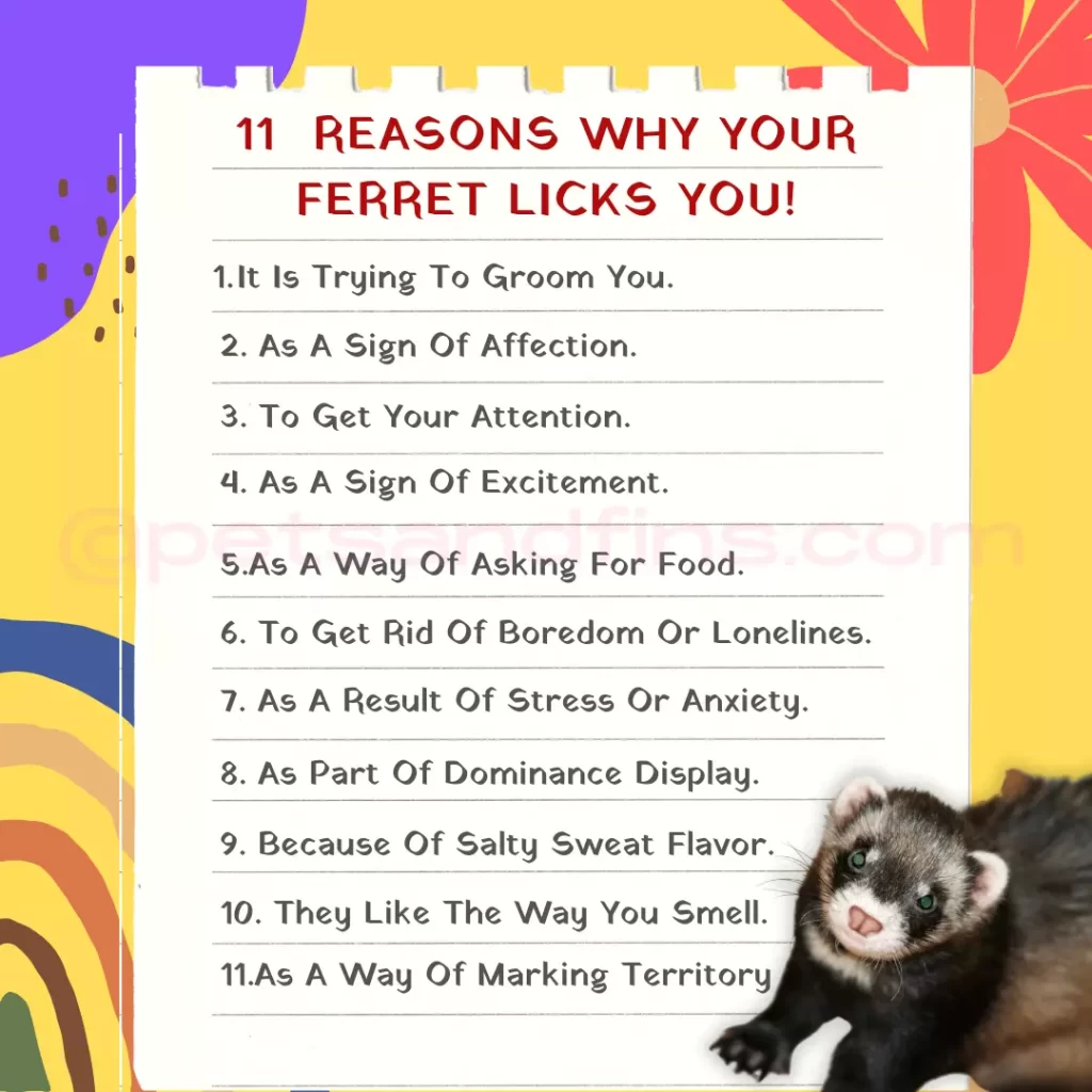 List of reasons why ferrets lick humans