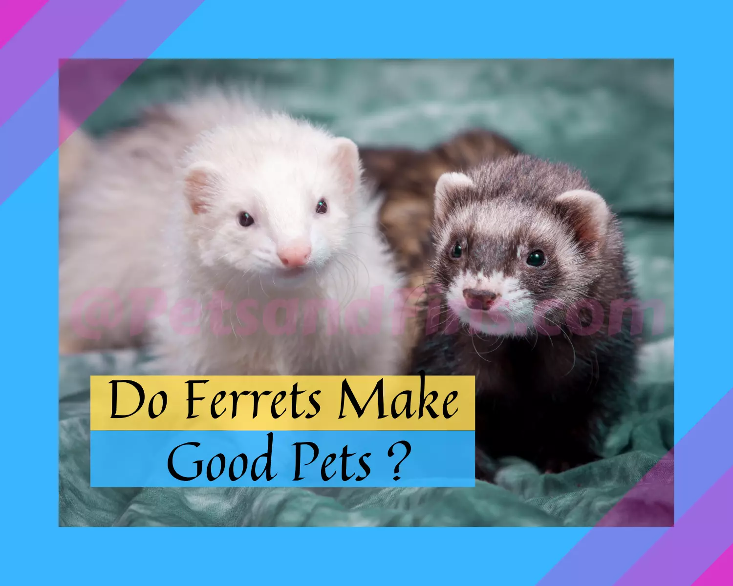 Do Ferrets Make Good Pets? 8 Reasons Why You Should Go For A Ferret As ...