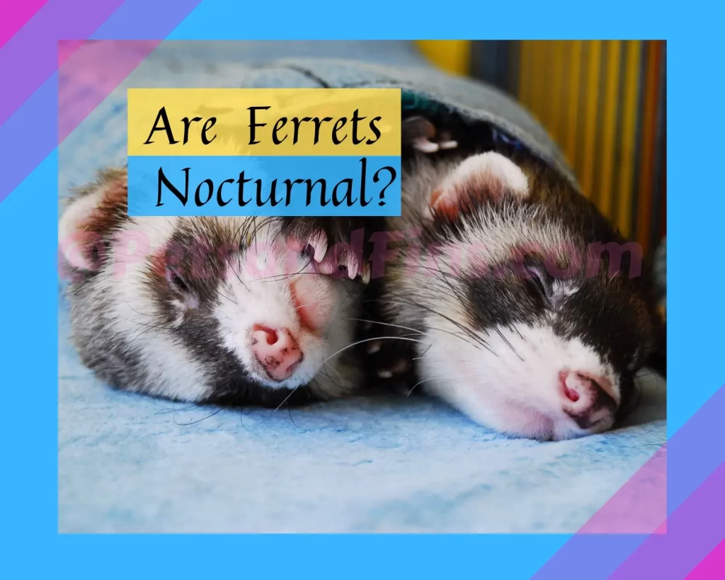 Are Ferrets Nocturnal ?What You Need To Know! - PetsandFins