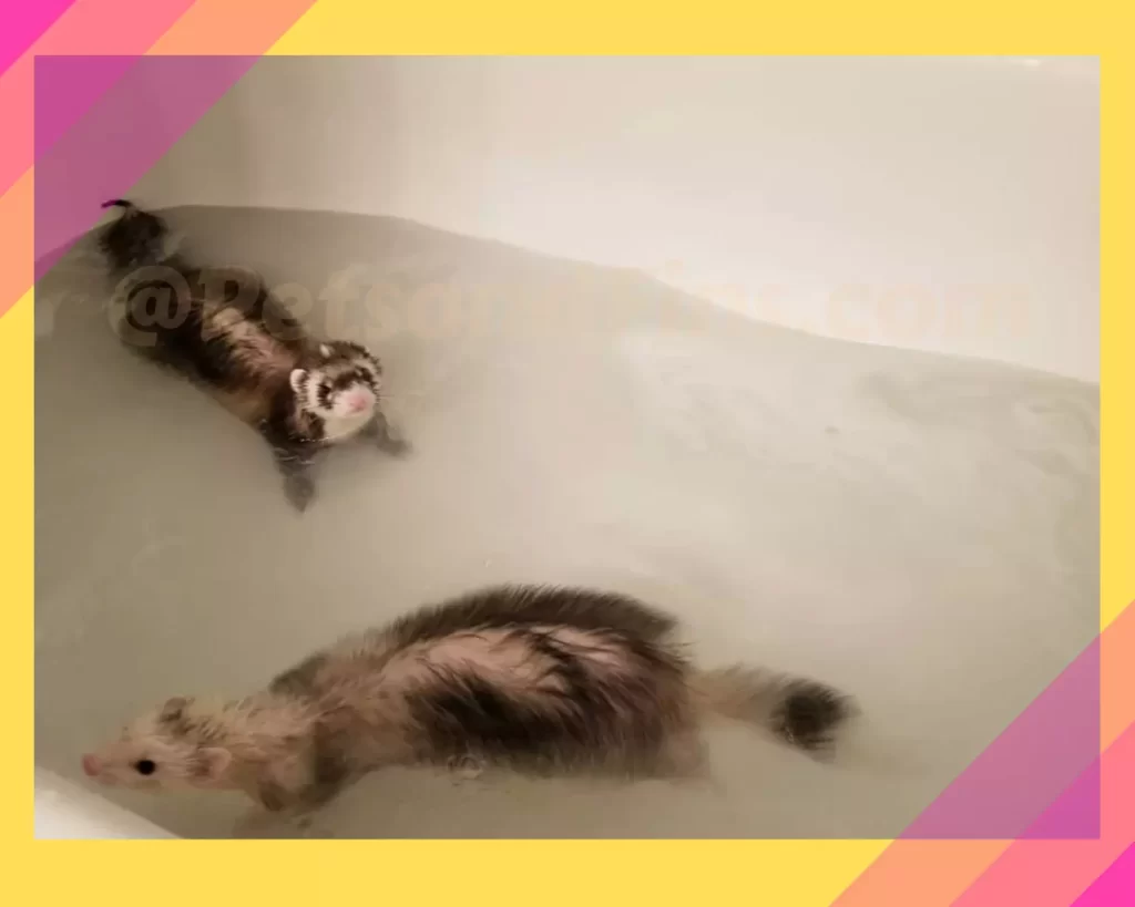 Ferrets swimming in a bathtub