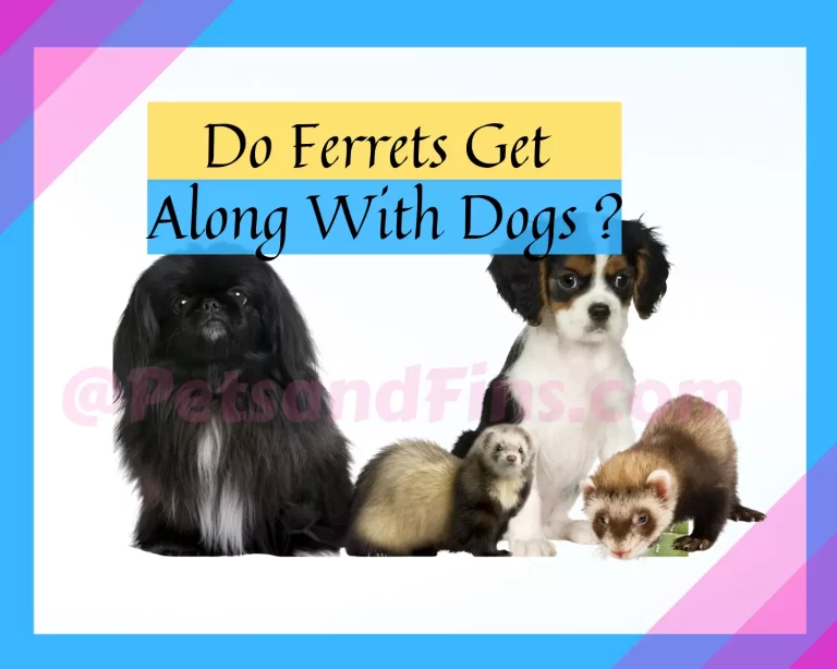 Can Ferrets Get Along with Dogs? Is It Safe to Have Them Together?