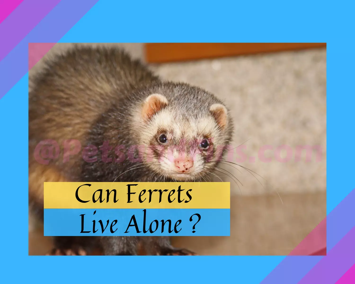 Can Ferrets Live Alone? Pros And Cons Explained! - PetsandFins