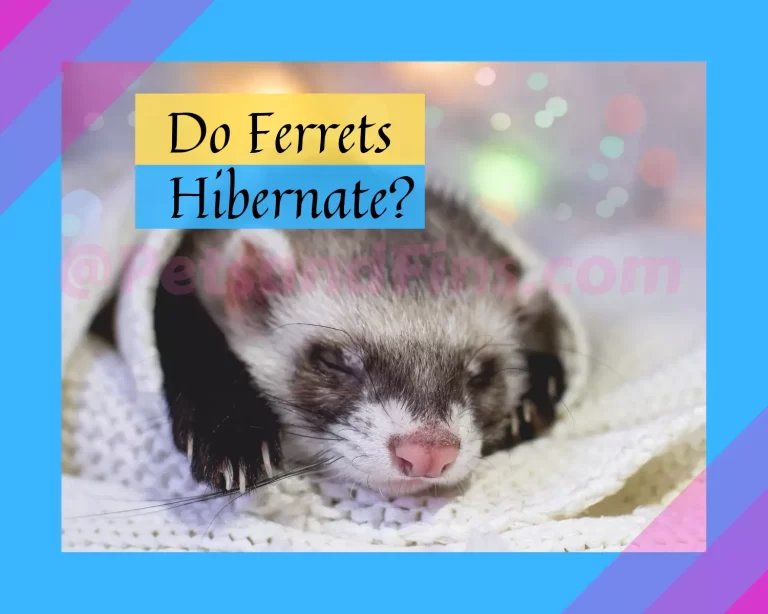 Do Ferrets Hibernate? What Changes Happen to Ferrets in Winter?