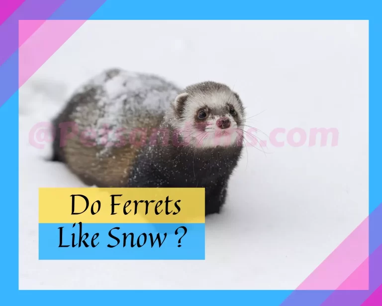 Do Ferrets Like Snow?The Ultimate Guide to Letting Your Ferret Play in the Snow!