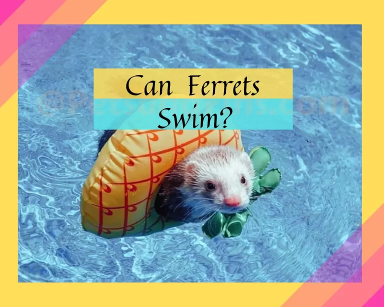 Can Ferrets Swim ?What You Should Know!