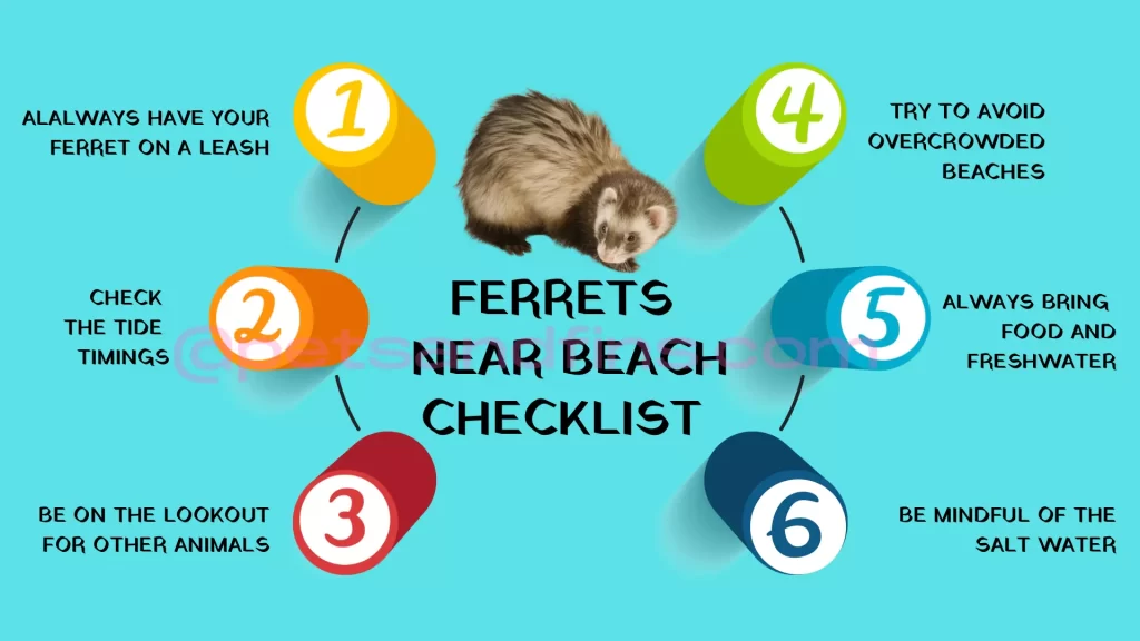 Checklist for ferrets near beach