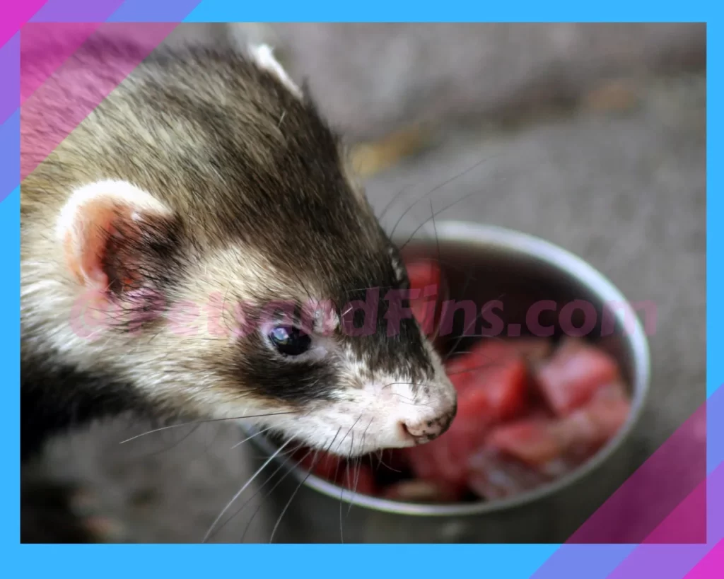 Are Ferrets Nocturnal ?What You Need To Know! PetsandFins