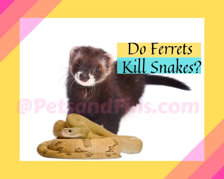 Do Ferrets Kill Snakes? Surprising Facts Revealed!