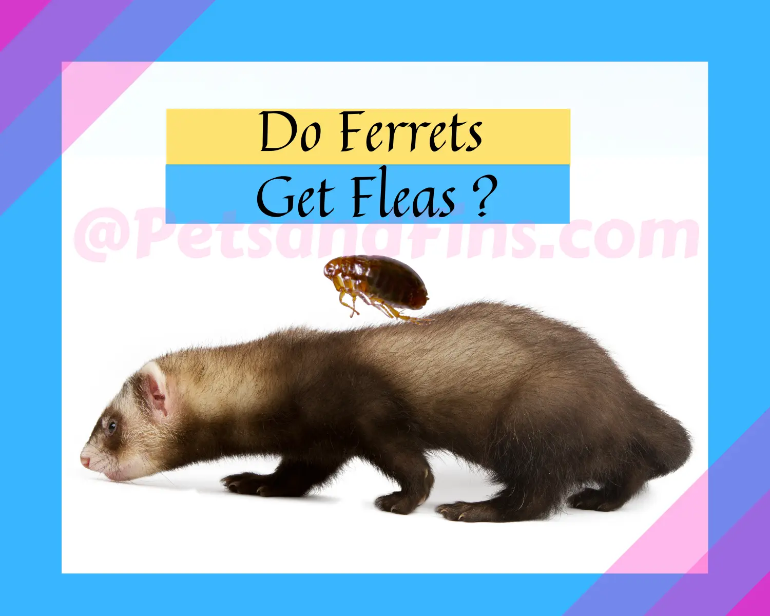 Do Ferrets Get Fleas? How To Get Rid Of Ferret Fleas? PetsandFins