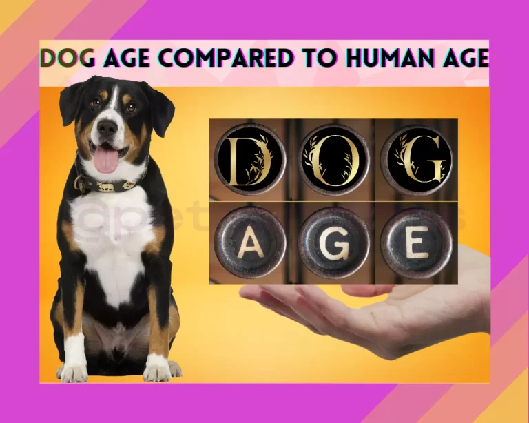 How Old is Your Dog In Human Years