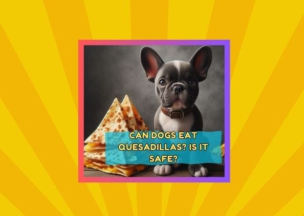 Can Dogs Eat Quesadillas? Is it Safe?